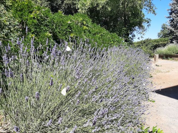 02 giardino lavanda