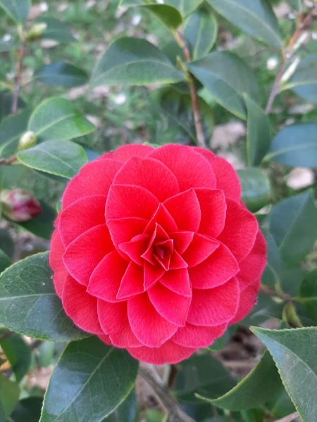 21 camelia
