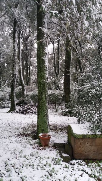 boschetto con neve