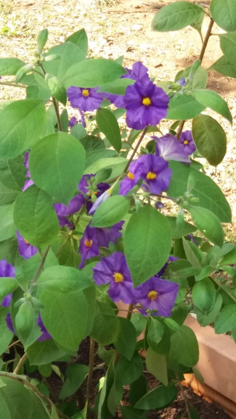 solanum