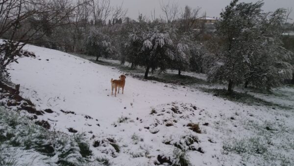 uliveto con neve